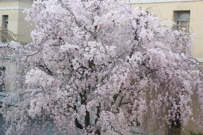 5361-八重紅枝垂れ桜上部　東側窓から撮影.jpg